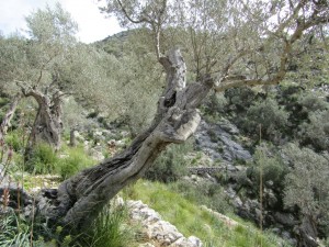 IMG_4535 (Medium)